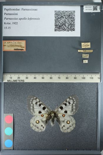 Media type: image;   Entomology 175235